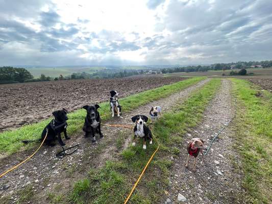 Giftköder-Hundepension-Bild