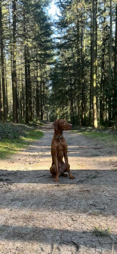 Hundetreffen-Spiel- und Gassirunden-Bild