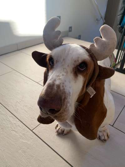 Basset Hound-Beitrag-Bild