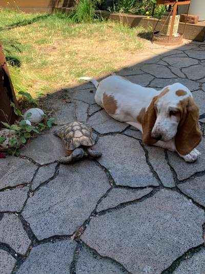 Fotochallenge Nr. 51 "Euer Hund mit anderen Tieren"-Beitrag-Bild