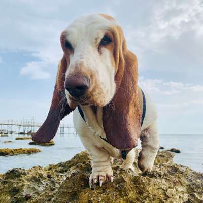 Die Dogorama Kalender Challenge Titelbild-Beitrag-Bild