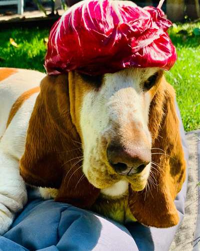 Basset Hound-Beitrag-Bild