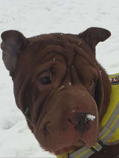 Dogorama Photo Challenge - Es wird nochmal kalt!-Beitrag-Bild