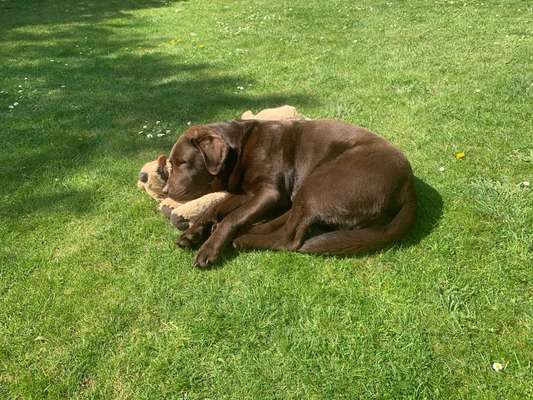 Hundetreffen-Hunderunde in Marl-Polsum und Umgebung-Bild