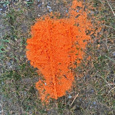 Giftköder-Giftköder?-Bild