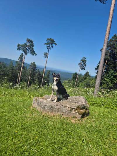 Hundetreffen-Social Walks und/oder gemeinsame Wanderungen-Bild