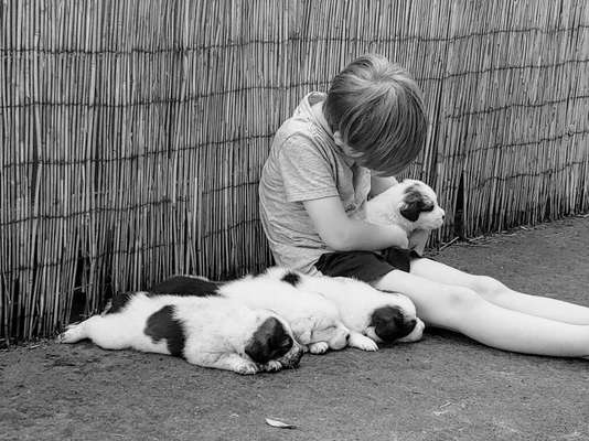 Die Dogorama Kalender Challenge Titelbild-Beitrag-Bild