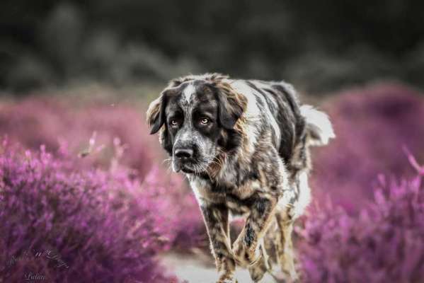 Heide Shooting-Beitrag-Bild