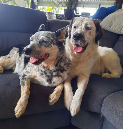 Australian Cattle Dog-Beitrag-Bild