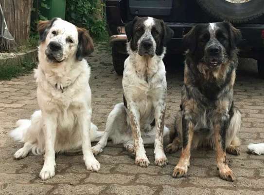 Mischlingshunde Foto Aufruf-Beitrag-Bild