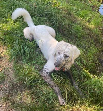 FOTOCHALLENGE 72 - Glücklicher Hund im Schmuddel-Look-Beitrag-Bild