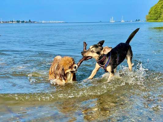 FOTO CHALLENGE 77 - Dein Hund im Spiel-Beitrag-Bild