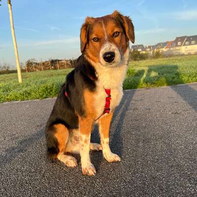 Hundetreffen-Mannheim-Profilbild