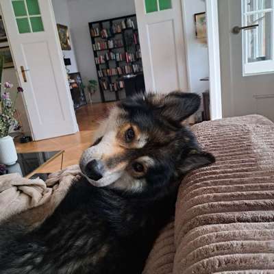 Hundetreffen-Hundefreundin für Fuzzel gesucht-Bild