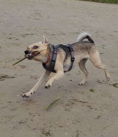 Die Dogorama Wochen Challenge-Beitrag-Bild