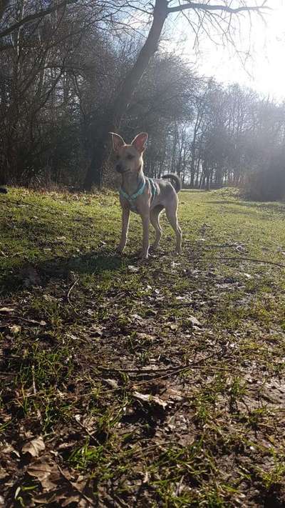 Die Dogorama Kalender Challenge Titelbild-Beitrag-Bild