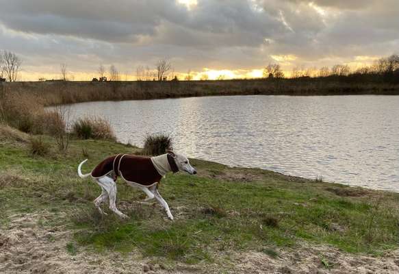 Hundetreffen-An alle Windhunde dieser Gegend-Bild