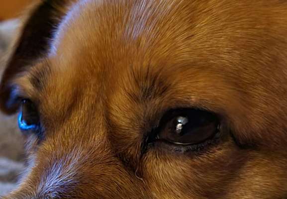 Die besten Hundeblicke 🐾❤️-Beitrag-Bild