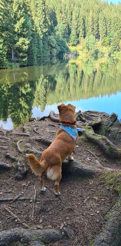 Wald Bild-Beitrag-Bild