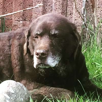 Fotochallenge Nr. 56 - geliebte Senioren-Beitrag-Bild