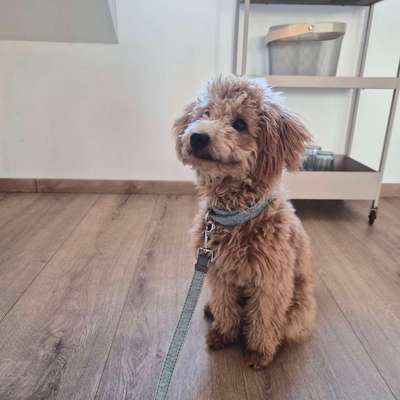 Hundetreffen-Junghund Spieldate-Bild