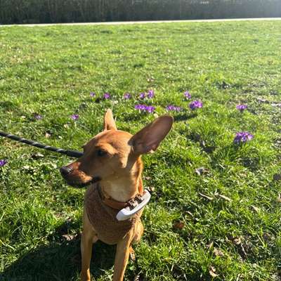 Hundetreffen-Social Walks Düsseldorf Nord-Bild