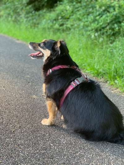 Was könnte unser Hund für eine Rasse sein?-Beitrag-Bild