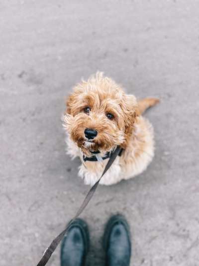 Die besten Hundeblicke 🐾❤️-Beitrag-Bild