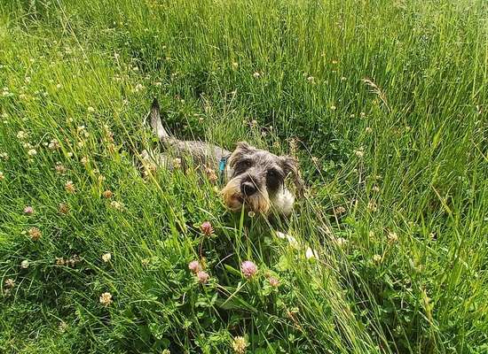 Dogorama Photo Challenge - Gassipause-Beitrag-Bild