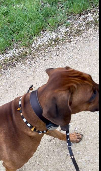 Rhodesian Ridgeback-Beitrag-Bild