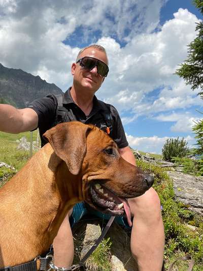 Rhodesian Ridgeback-Beitrag-Bild