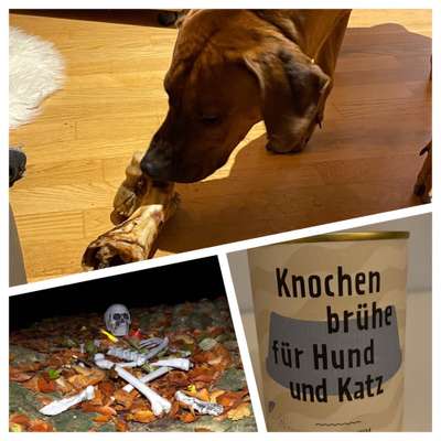 Rhodesian Ridgeback-Beitrag-Bild