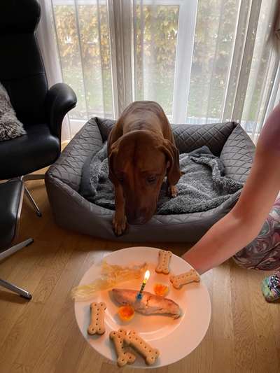 Rhodesian Ridgeback-Beitrag-Bild