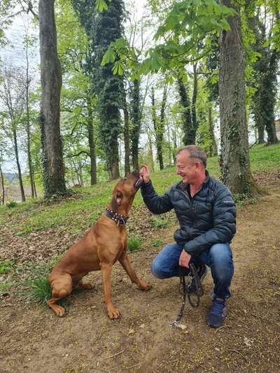 Rhodesian Ridgeback-Beitrag-Bild
