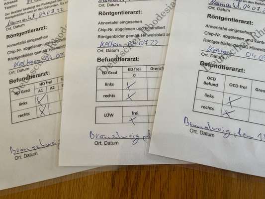 Rhodesian Ridgeback-Beitrag-Bild