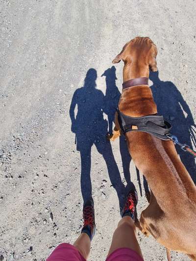Rhodesian Ridgeback-Beitrag-Bild