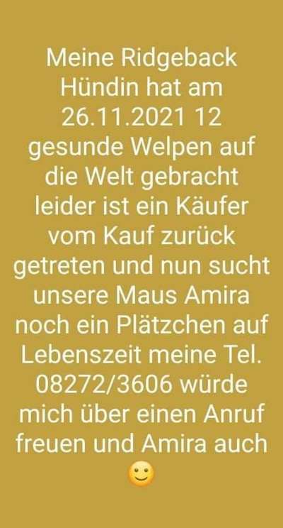 Rhodesian Ridgeback-Beitrag-Bild