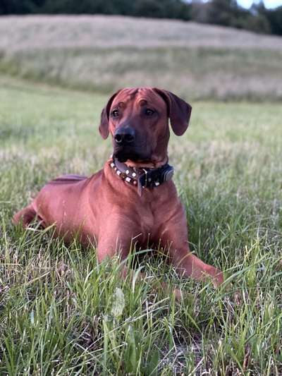 Rhodesian Ridgeback-Beitrag-Bild