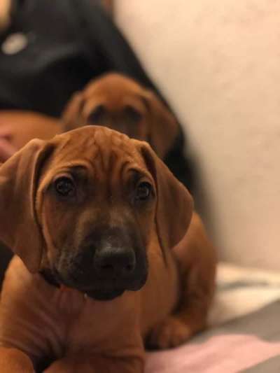 Rhodesian Ridgeback-Beitrag-Bild