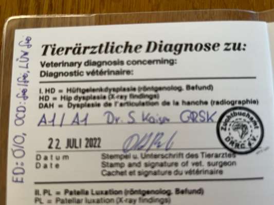 Rhodesian Ridgeback-Beitrag-Bild