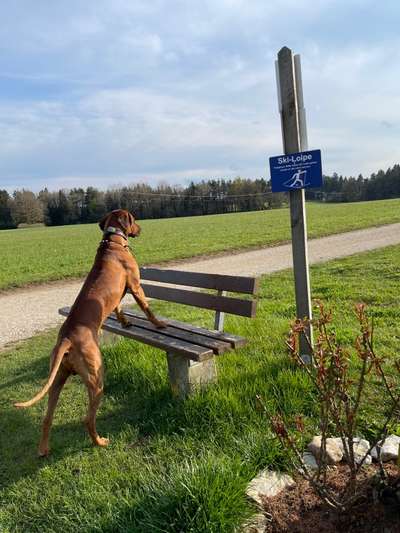 Rhodesian Ridgeback-Beitrag-Bild