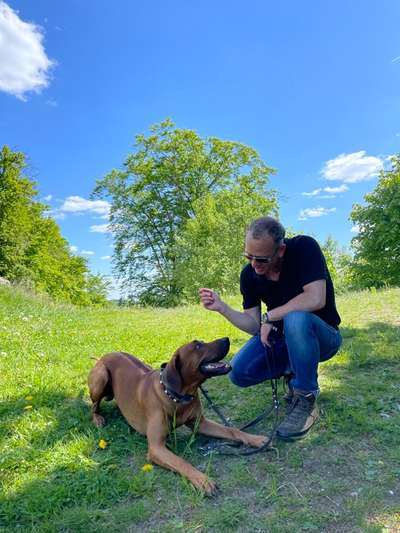 Rhodesian Ridgeback-Beitrag-Bild