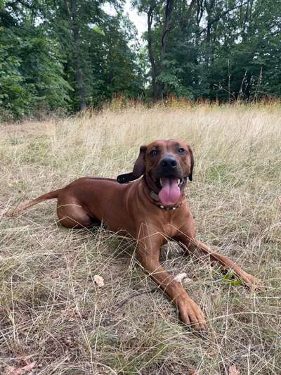 Rhodesian Ridgeback-Beitrag-Bild