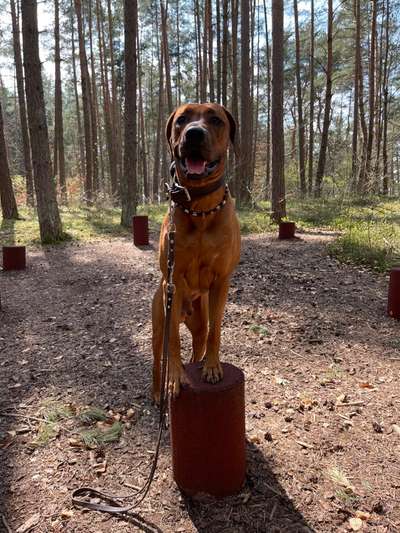 Rhodesian Ridgeback-Beitrag-Bild