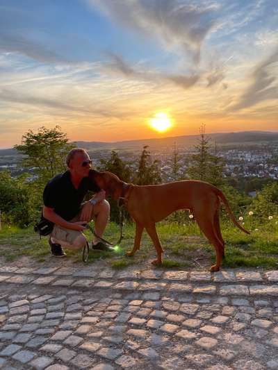 Rhodesian Ridgeback-Beitrag-Bild