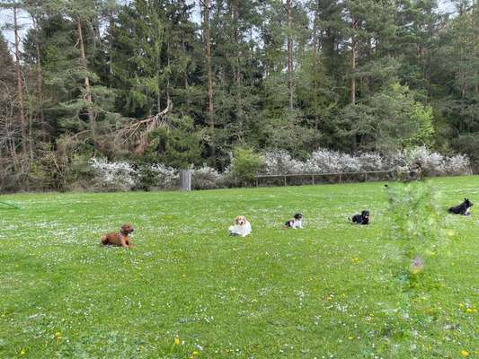 Rhodesian Ridgeback-Beitrag-Bild