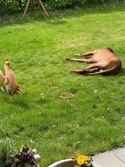 Rhodesian Ridgeback-Beitrag-Bild