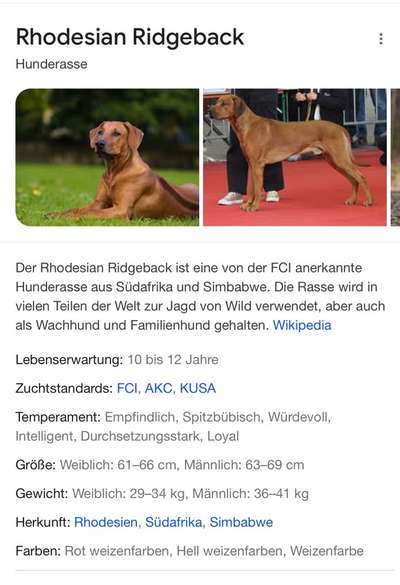 Rhodesian Ridgeback-Beitrag-Bild