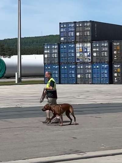 Rhodesian Ridgeback-Beitrag-Bild