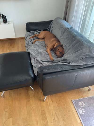 Rhodesian Ridgeback-Beitrag-Bild